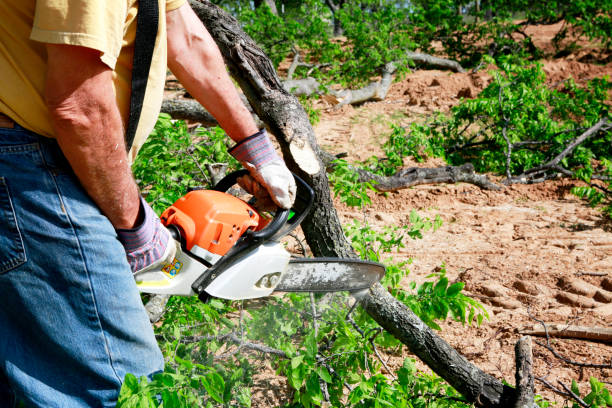 Best Tree Root Removal  in Chama, NM